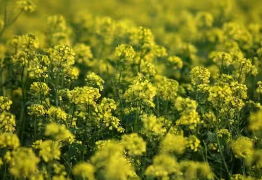 ਸਰ੍ਹੋਂ ਦੀ ਫ਼ਸਲ ਦਾ ਦੁੱਗਣਾ ਝਾੜ ਲੈਣ ਲਈ ਕਿਸਾਨਾਂ ਨੂੰ ਇੱਥੇ ਦੱਸੀਆਂ ਗੱਲਾਂ ਦਾ ਧਿਆਨ ਰੱਖਣਾ ਚਾਹੀਦਾ ਹੈ। ਨਾਲ ਹੀ ਬਿਮਾਰੀਆਂ ਤੋਂ ਬਚਾਅ ਲਈ ਦਵਾਈ ਦਾ ਛਿੜਕਾਅ ਕਰੋ।