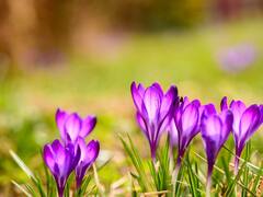 ये है दुनिया का सबसे महंगा मसाला, जानिए आप कैसे इसे घर में उगा सकते हैं