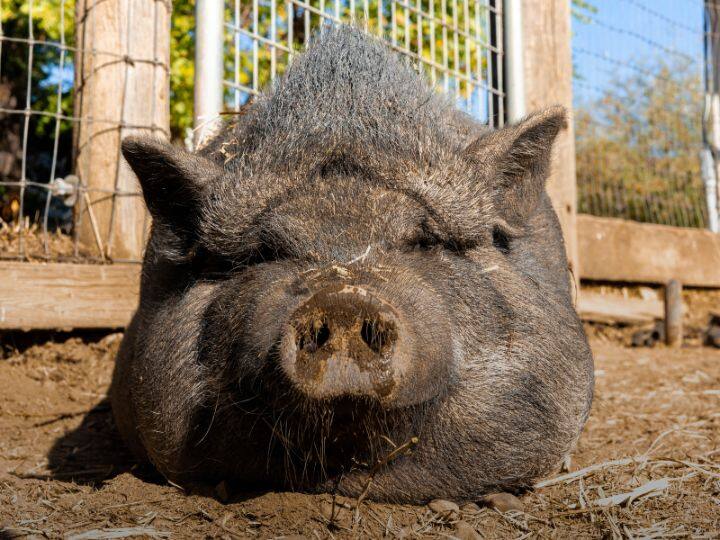 हमें और आपको जब गर्मी लगती है, तो हमें पसीना आता है. दरअसल, जब हमें पसीना आता है तो उस समय हमारा शरीर तापमान को व्यवस्थित कर रहा होता है. इस दौरान स्वेट ग्लैंड पसीना बाहर निकालती हैं.