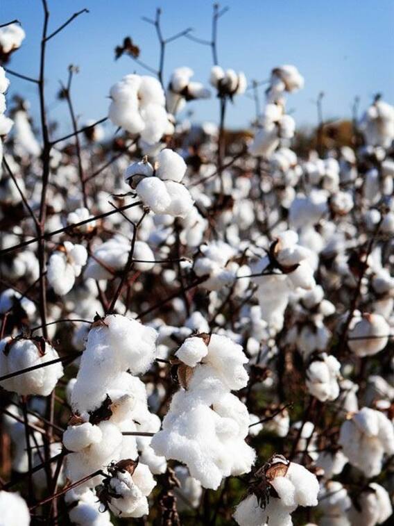 रुई की खेती से होगी बंपर कमाई, जानें कैसे