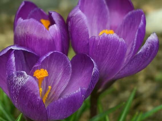 કેસરની ખેતી માટે જમીન રેતાળ, ચીકણી, રેતાળ અથવા લોમી હોવી જોઈએ. માટીને એરોપોનિક સ્ટ્રક્ચરમાં નાખો પછી જ તેને ભૂકો કરી નાખો અને તેને એવી રીતે સેટ કરો કે પાણી એકઠું ન થાય. આ પછી, કેસરની સારી ઉપજ મેળવવા માટે જમીનમાં નાઈટ્રોજન, ફોસ્ફરસ, પોટાશ અને ગોબરનું ખાતર ભેળવી દો.