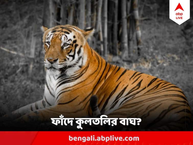 Kultali Royal Bengal Tiger Skips Forest Departments Trap, Panic grips area Kultali Royal Bengal Tiger : খাঁচার মধ্যে ছাগলের টোপ, বন দফতরের ফাঁদে ধরা দিল কুলতলির রয়্যাল বেঙ্গল ?