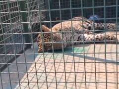 उत्तराखंड के परतापुर रेंज में घायल गुलदार मिलने से हड़कंप, वन विभाग ने रेस्क्यू कर इलाज के लिए भेजा