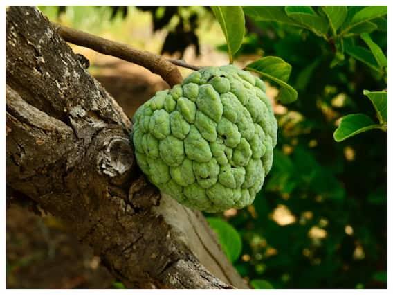 સીતાફળમાં ઘણા પ્રકારના વિટામિન અને મિનરલ્સ જોવા મળે છે જે તેને સુપરફૂડ બનાવે છે. સીતાફળમાં વિટામિન સી, વિટામિન એ, વિટામિન બી-કોમ્પ્લેક્સ, વિટામિન કે, કેલ્શિયમ, મેગ્નેશિયમ, પોટેશિયમ અને ઝિંક ભરપૂર માત્રામાં જોવા મળે છે.