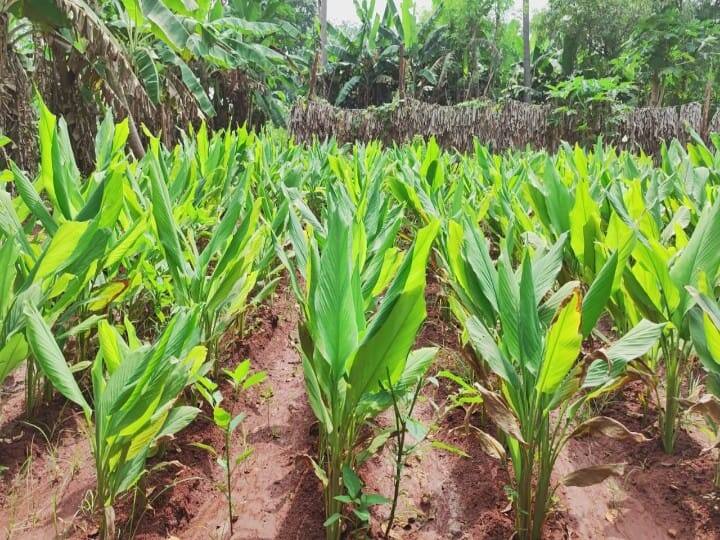 சிவகங்கை மாவட்டம் வானம் பார்த்த பூமியாக இருந்தாலும் பல்வேறு இடங்களில் மானாவாரிப் பயிர்கள் நடவு செய்யப்பட்டு வருகிறது.