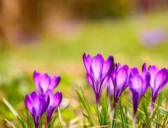 Agriculture: ਇਹ ਹੈ ਦੁਨੀਆ ਦਾ ਸਭ ਤੋਂ ਮਹਿੰਗਾ ਮਸਾਲਾ, ਘਰ ‘ਚ ਇਦਾਂ ਕਰ ਸਕਦੇ ਖੇਤੀ