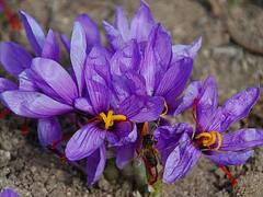 Agriculture: ਇਹ ਹੈ ਦੁਨੀਆ ਦਾ ਸਭ ਤੋਂ ਮਹਿੰਗਾ ਮਸਾਲਾ, ਘਰ ‘ਚ ਇਦਾਂ ਕਰ ਸਕਦੇ ਖੇਤੀ