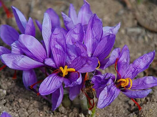 ਭਾਰਤ ਵਿੱਚ ਅਸਲੀ ਕੇਸਰ ਦੀ ਕੀਮਤ ਦੀ ਗੱਲ ਕਰੀਏ ਤਾਂ ਇਹ ਲਗਭਗ 5 ਲੱਖ ਰੁਪਏ ਪ੍ਰਤੀ ਕਿਲੋਗ੍ਰਾਮ ਹੈ। ਹਾਲਾਂਕਿ ਇਹ ਕੀਮਤ ਕਸ਼ਮੀਰ ਦੇ ਬਡਗਾਮ 'ਚ ਉਗਾਈ ਜਾਣ ਵਾਲੀ ਕੇਸਰ ਦੀ ਹੈ, ਜਿਸ ਨੂੰ ਸਭ ਤੋਂ ਵਧੀਆ ਕੇਸਰ ਮੰਨਿਆ ਜਾਂਦਾ ਹੈ।