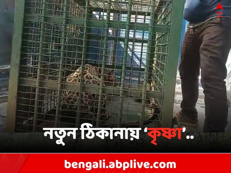 Cheetah Cub Krishna has been brought from Burdwan to Bengal Safari Park in Siliguri North Bengal Bengal Safari Park: বিদায় বর্ধমান, বেঙ্গল সাফারি পার্কে স্বমহিমায় চিতাশাবক 'কৃষ্ণা'