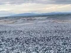 ਜਾਪਾਨ ਦੀ ਬੀਚ 'ਤੇ ਮਿਲੀਆਂ ਹਜ਼ਾਰਾਂ ਮਰੀਆਂ ਮੱਛੀਆਂ, ਦੇਖ ਕੇ ਹੈਰਾਨ ਰਹਿ ਗਏ ਮਾਹਿਰ