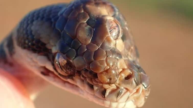 World's rarest three-eyed snake, pictures will shock you कभी देखा है तीन आंख वाला सांप, इतना खतरनाक कि फोटो देखकर ही डर लगने लगे!