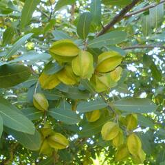 ਵਰਦਾਨ ਹੈ ਅਰਜੁਨ ਦਾ ਰੁੱਖ