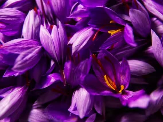 આ રીતે સમજો, જો તમારે ઘરે કેસરની ખેતી કરવી હોય તો સૌ પ્રથમ ખાલી જગ્યામાં એરોપોનિક ટેક્નોલોજીનો ઉપયોગ કરીને સ્ટ્રક્ચર તૈયાર કરો અને ત્યાં હવાની વ્યવસ્થા કરો.