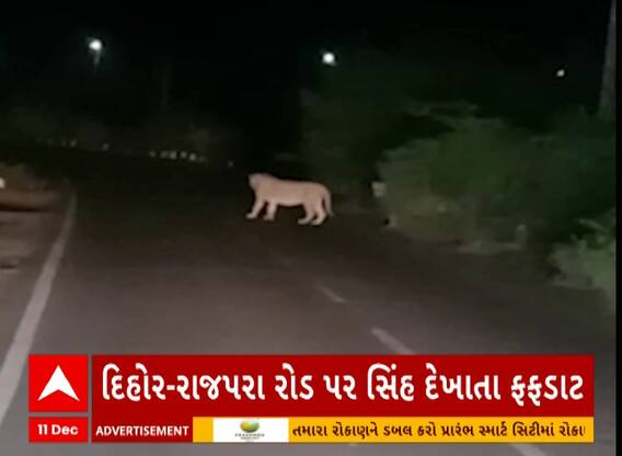 Bhavnagar Lions | ભાવનગરના આ વિસ્તારમાં પહેલીવાર સિંહ પરિવારની લટાર, ખેડૂતોમાં ભયનો માહોલ