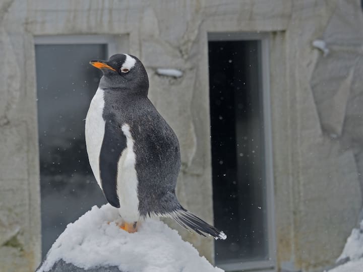 Chinstrap penguin : देशात एक असा पक्षी आहे जो दिवसभरात तब्बल 10 हजारवेळ डुलकी घेतो.