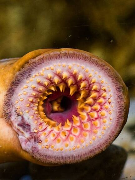 45 करोड़ साल से जिंदा मछली ने किया डायनासोर का शिकार