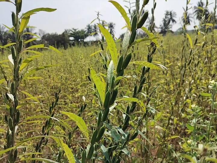 Theni: Rainfed sesame farming is very expensive due to continuous monsoon rains TNN பெரியகுளத்தில் தொடர் பருவமழையால் எள் விவசாயம் அமோக விளைச்சல்; விவசாயிகள் மகிழ்ச்சி