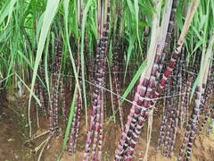 பொங்கலுக்கு ரெடியாகும் கரும்பு, மஞ்சள்.. சிவகங்கையில் செழிப்பாக நடக்கும் விவசாயம்!