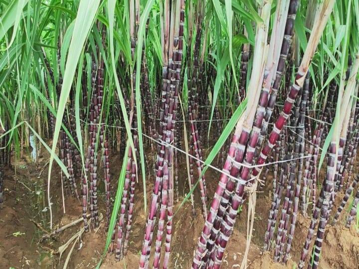 சிவகங்கை மாவட்டம் இடையமேலூர் அருகே உள்ளது சாலூர், கிராமம். இங்கு விவசாயமே பிரதான தொழிலாகும்.