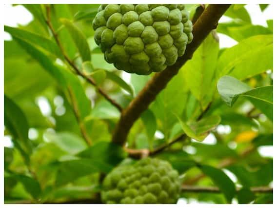 સીતાફળ એક એવું સુપરફૂડ છે જેમાં ફાઈબર, વિટામિન્સ, એન્ટીઓક્સીડેન્ટ્સ અને મિનરલ્સ જેવા પોષક તત્વો ભરપૂર માત્રામાં મળી આવે છે જે હૃદયની બીમારીઓ સામે રક્ષણ આપે છે.