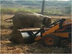 सूरजपुर: दलदल में फंसी हथिनी को क्रेन से निकाला गया, रेस्क्यू ऑपरेशन देखता रहा हाथियों का दल!