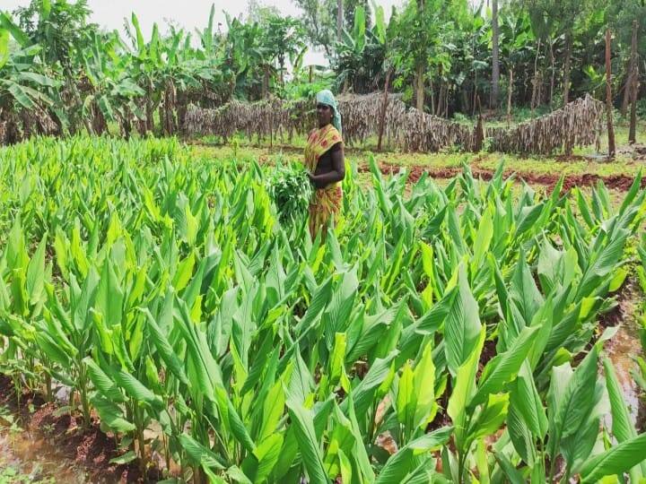 பொங்கல் பண்டிகை நெருங்கிவரும் சூழலில் மஞ்சள் விவசாயம் அறுவடைக்கு தயாராகி வருகிறது.