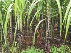 சாலூர் பகுதியில் சூறாவளி காற்றால் பொங்கல் கரும்புகள் சேதம்; நிவாரணம் வழங்க விவசாயிகள் கோரிக்கை