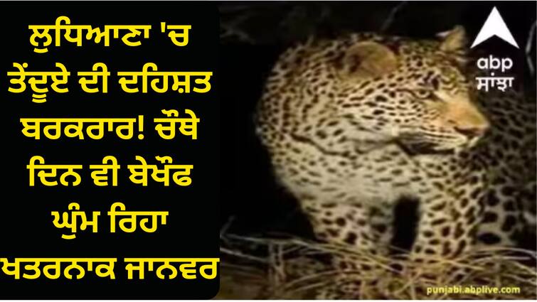 Terror of the leopard in Ludhiana! Even on the fourth day, the dangerous animal roamed fearlessly Ludhiana News: ਲੁਧਿਆਣਾ 'ਚ ਤੇਂਦੂਏ ਦੀ ਦਹਿਸ਼ਤ ਬਰਕਰਾਰ! ਚੌਥੇ ਦਿਨ ਵੀ ਬੇਖੌਫ ਘੁੰਮ ਰਿਹਾ ਖਤਰਨਾਕ ਜਾਨਵਰ