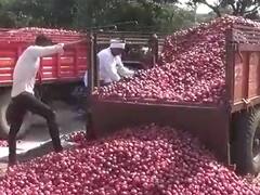 लिलाव पुन्हा सुरु झाले पण कांद्याचे भाव घसरले, बळीराजा पुन्हा चिंतेत