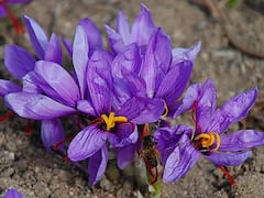 આ છે દુનિયાનો સૌથી મોંઘો મસાલો, જાણો તેને તમે ઘરે કેવી રીતે ઉગાડી શકો છો