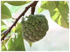 જો તમે આયર્નની ઉણપને દૂર કરવા માંગો છો, તો આ ફળ ખાવું જોઈએ, જાણો ક્યા ફળમાં સૌથી વધુ આયર્ન હોય છે