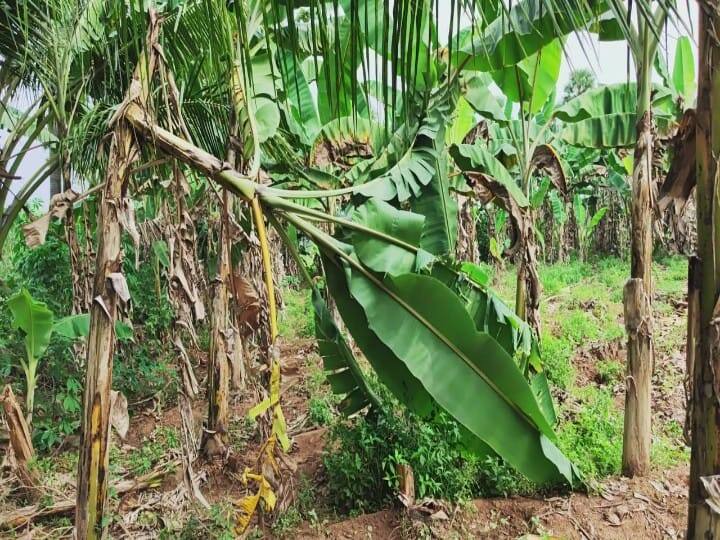 சிவகங்க மாவட்டம் இடையமேலூர் பகுதியில் சூறாவளி காற்றாள் வாழை மரங்கள் சாய்ந்துவிட்டன. விவசாயிகள் நிவராணம் வழங்க கோரிக்கை.