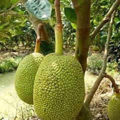 ਕਿਹੜੇ ਲੋਕਾਂ ਨੂੰ ਨਹੀਂ ਖਾਣਾ ਚਾਹੀਦਾ ਕਟਹਲ ਤੇ ਜਾਣੋ ਕਿੰਝ ਕਰਦਾ ਸਿਹਤ ਨੂੰ ਨੁਕਸਾਨ