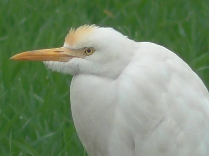 Species of parties : पक्षांच्या प्रजाती वाचवण्यासाठी त्यांच्या योग्य नोंदी करणे आणि त्यांच्या निवासस्थानाचे संरक्षण, संवर्धन करणे आवश्यक आहे.