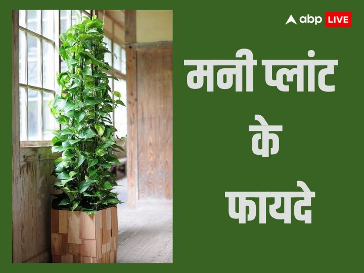 Vastu Tips for having money plant at home know importance and