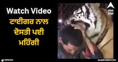 Viral Video: ਟਾਈਗਰ ਨਾਲ ਦੋਸਤੀ ਪਈ ਮਹਿੰਗੀ, ਜੱਫੀ ਪਾ ਕੇ ਆਦਮਖੋਰ ਨੇ ਕੀਤਾ ਕੁਝ ਅਜਿਹਾ ਕਿ ਚੀਕਣ ਲੱਗਾ ਵਿਅਕਤੀ