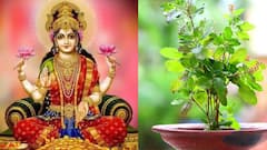 Dhanurmaas 2023: ધનુર્માસમાં તુલસીની પાસે ના રાખો આ વસ્તુઓ, દેવી લક્ષ્મી થઇ જાય છે નારાજ