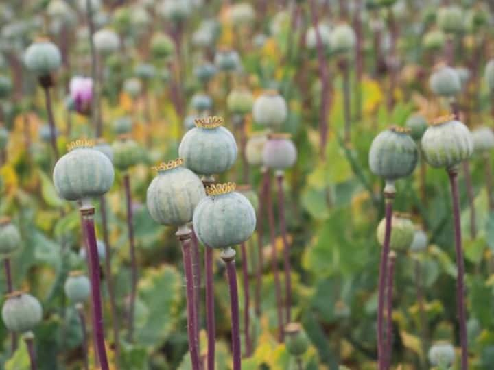 Myanmar became the world biggest producer of opium United Nation Report भारत का ये पड़ोसी मुल्क बना अफीम का सबसे बड़ा सौदागर, पहले अफगानिस्तान था नंबर वन
