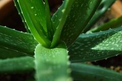 Aloe Vera Benefits: শুধু রূপ নয়, আর্থিক উন্নতিতেও কাজে লাগে অ্যালোভেরা?