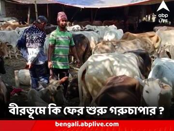 Birbhum News : উদ্ধার ৪২০ টি গরু, গ্রেফতার দু'জন, বীরভূমে কি ফের শুরু গরুচাপার ?