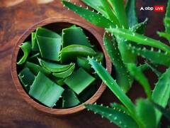Aloe Vera Upay: એલોવરા ખૂબસુરત જ નહીં ધનવાન પણ બનાવે છે, બસ કરી લો આ કામ