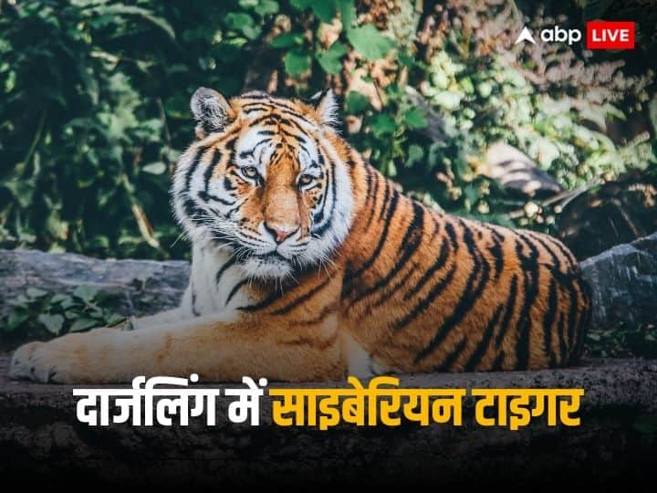 Lara and Akamas Tigers arrived Darjeeling Himalayan Zoological Park Know all about Siberian Tiger दिन में नहीं रात के अंधेरे में करते हैं शिकार, भारत लाए गए 2 साइबेरियन टाइगर, जानिए इनकी खासियत