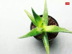 Aloe Vera Upay: એલોવરા ખૂબસુરત જ નહીં ધનવાન પણ બનાવે છે, બસ કરી લો આ કામ