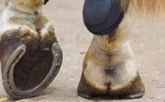 Astrology: રસ્તામાં પડેલી આ ચીજોને ભૂલથી પણ ન કરો સ્પર્શ... જાણો કારણ