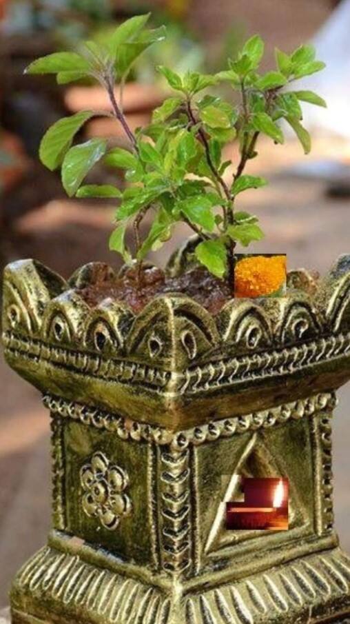 ਕੀ ਤੁਲਸੀ ਦੇ ਪੌਦੇ ‘ਚ ਖਾਦ ਪਾ ਸਕਦੇ ਹੋ?