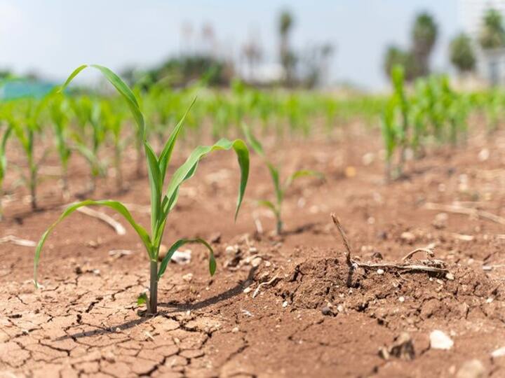 Central Team Drought Survey in  Marathwada Chhatrapati Sambhaji Nagar Jalna Beed Dharashiv Pune Solapur Nashik Jalgaon Nandurbar Unseasonal rains crop damage to farmers marathi news केंद्रीय पथकाकडून आजपासून मराठवाडा, उ.महाराष्ट्राचा दौरा; दुष्काळाची करणार पाहणी