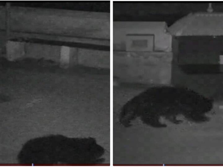 Nellai: Bears roaming around at night near Vickramasingapuram! There is a stir due to the CCTV footage - TNN நெல்லை விக்கிரமசிங்கபுரம் அருகே இரவு நேரங்களில் சுற்றி திரியும் கரடிகள் - சிசிடிவி காட்சியால் பரபரப்பு
