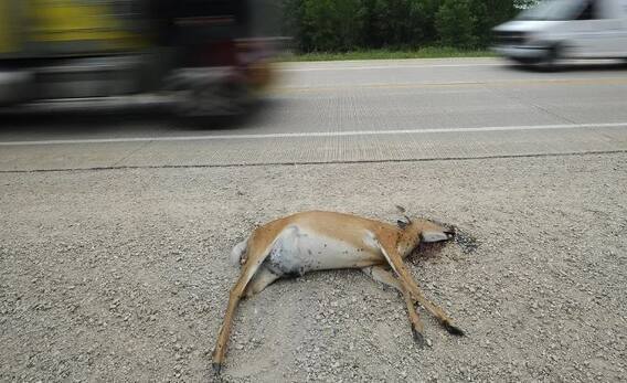 જો તમને કોઈ મૃત પ્રાણી દેખાય તો અંતર રાખોઃ જો તમને રસ્તામાં કોઈ મૃત પ્રાણી દેખાય તો તમારી દિશા બદલો. મૃત પશુઓને પણ પાર ન કરવા જોઈએ. કારણ કે મૃત પ્રાણીઓ પર ઘણી બધી નકારાત્મક ઉર્જા હોય છે, જે તમારા જીવન પર ખરાબ અસર કરી શકે છે