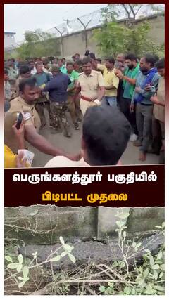 பெருங்களத்தூர் பகுதியில் பிடிபட்ட முதலை