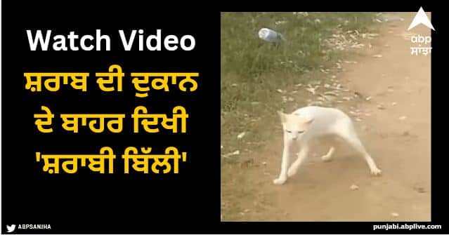 drunk cat walking viral video drunk cat video tamil nadu twitter viral video Viral Video: ਸ਼ਰਾਬ ਦੀ ਦੁਕਾਨ ਦੇ ਬਾਹਰ ਦਿਖੀ 'ਸ਼ਰਾਬੀ ਬਿੱਲੀ', ਚਾਲ ਦੇਖ ਹਾਸਾ ਨਾ ਰੋਕ ਸਕੇ ਲੋਕ, ਕਿਹਾ- 'ਤੇਰਾ ਭਰਾ ਗੱਡੀ ਚਲਾਵੇਗਾ!'